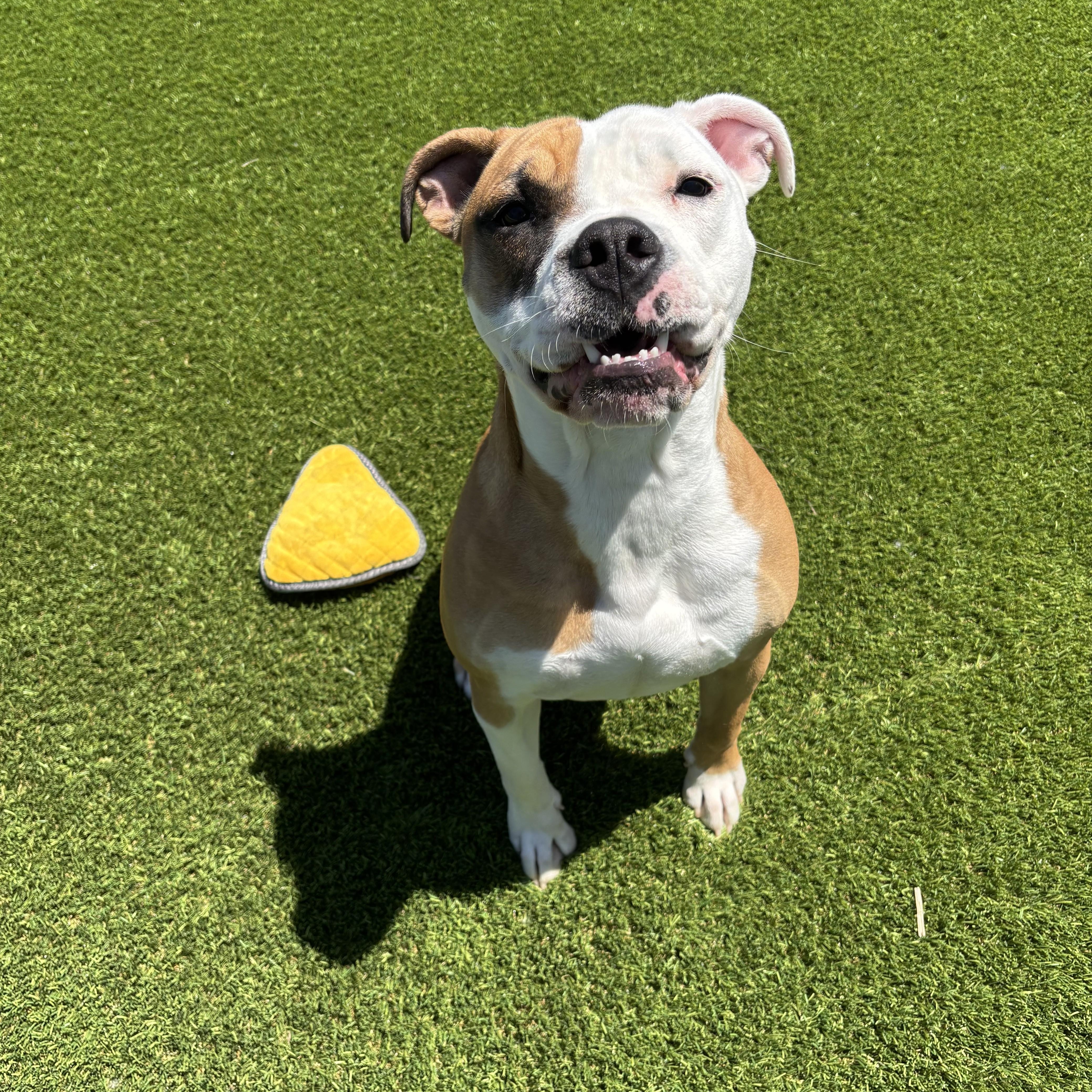 Enlarge Jax- Long Timer Special!, a ADOPTABLE mixed breed in Cedar Rapids, IA image 1/6