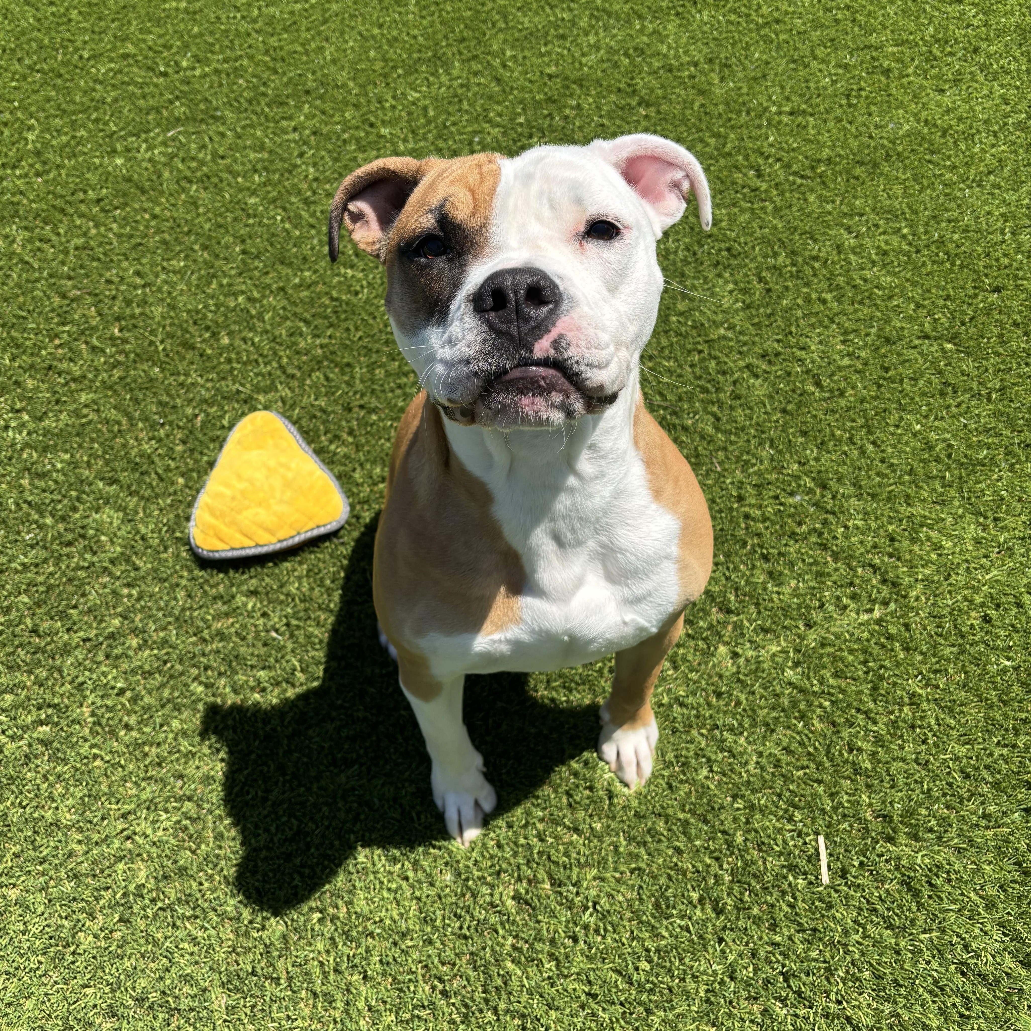 Enlarge Jax- Long Timer Special!, a ADOPTABLE mixed breed in Cedar Rapids, IA image 3/6