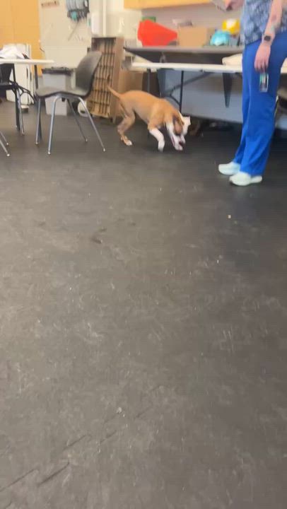 Enlarge Jax- Long Timer Special!, a ADOPTABLE mixed breed in Cedar Rapids, IA video 5/6