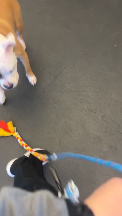 Enlarge Jax- Long Timer Special!, a ADOPTABLE mixed breed in Cedar Rapids, IA video 6/6