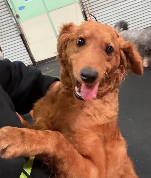 Enlarge Gus, a Adoptable mixed breed in Los Angeles, CA image 5/6