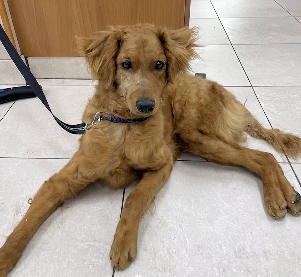 Enlarge Gus, a Adoptable mixed breed in Los Angeles, CA image 4/6