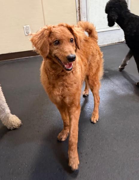 Enlarge Gus, a Adoptable mixed breed in Los Angeles, CA image 6/6