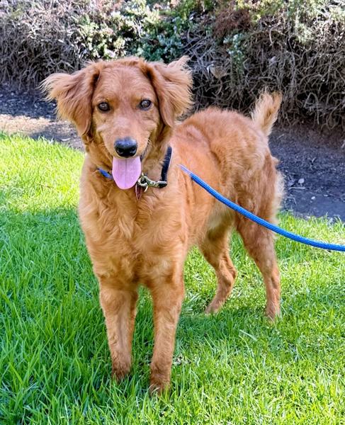 Gus, Adoptable, Adult Male Golden Retriever.