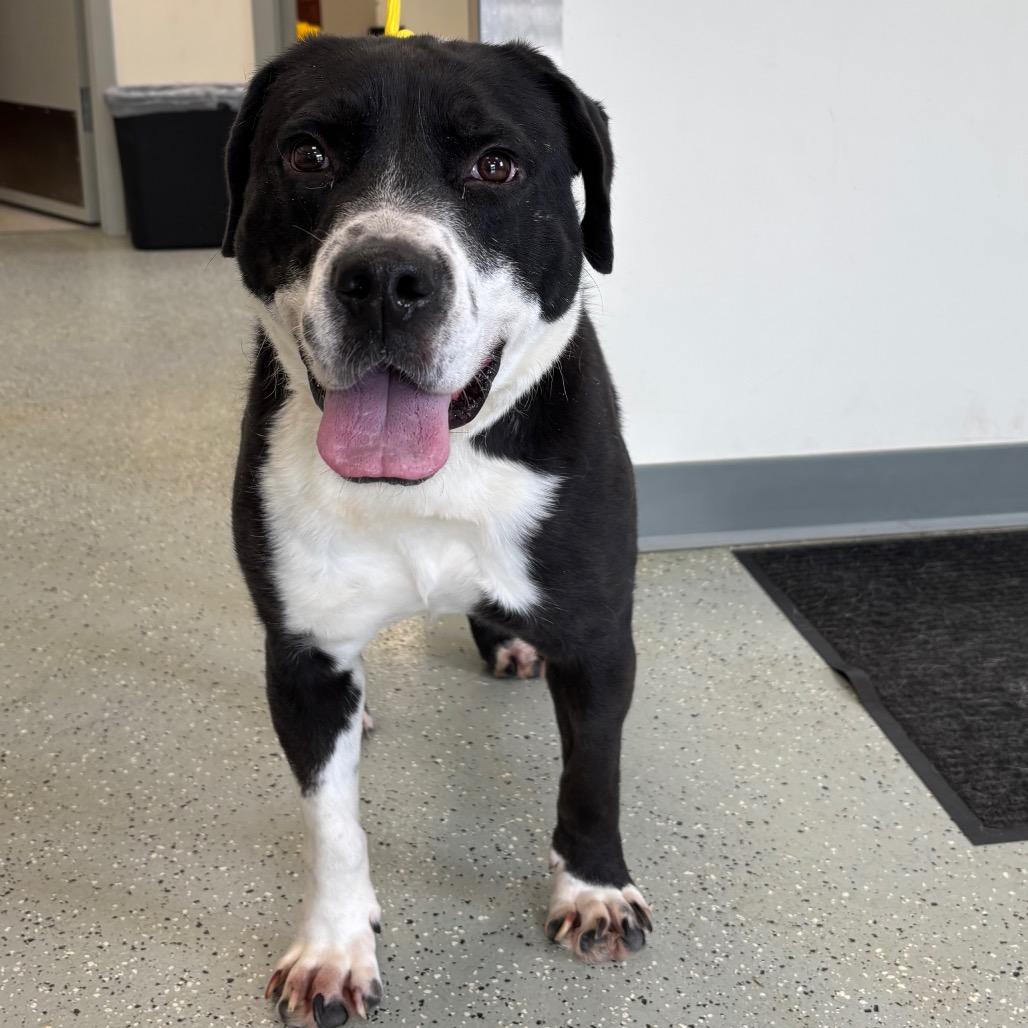 Bud, Adoptable, Adult Male Border Collie & Mixed Breed.