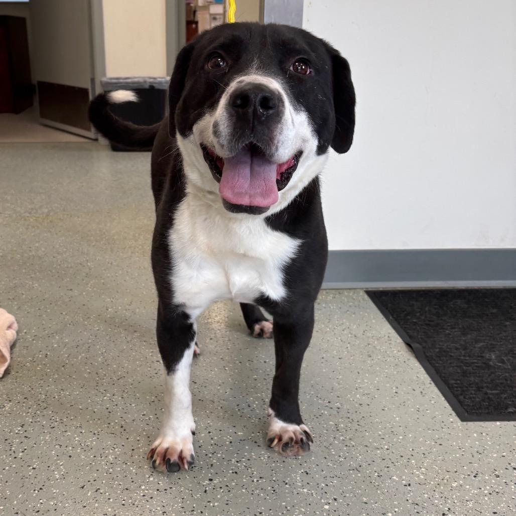 Enlarge Bud, a Adoptable mixed breed in Galax, VA image 3/3