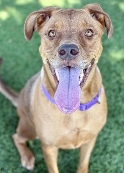 Enlarge Chiffon, a Adoptable mixed breed in Red Bluff, CA image 4/5