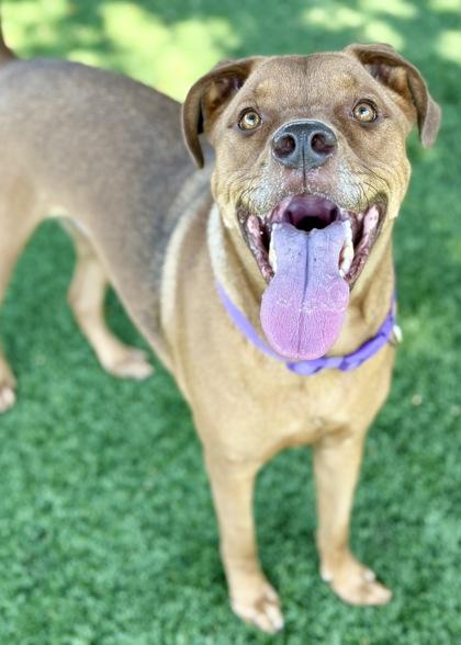 Enlarge Chiffon, a Adoptable mixed breed in Red Bluff, CA image 5/5