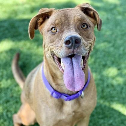 Chiffon, Adoptable, Adult Female Pit Bull Terrier.