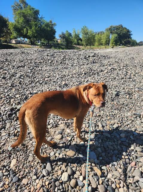 Enlarge Chiffon, a Adoptable mixed breed in Red Bluff, CA image 2/5