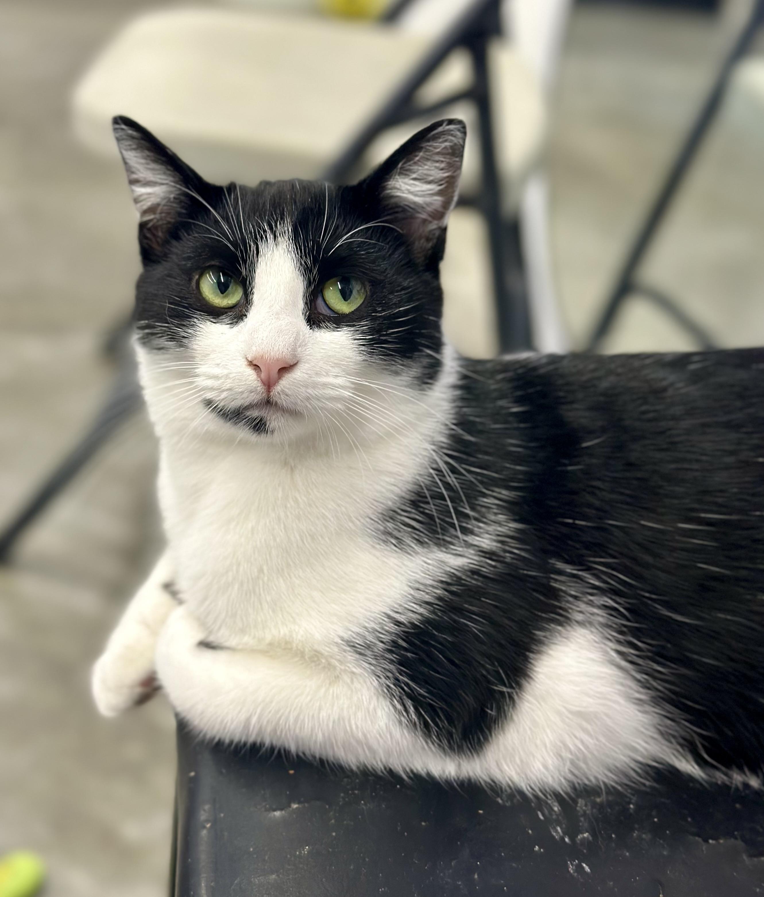 Simon, ADOPTABLE, Adult Male Domestic Short Hair.