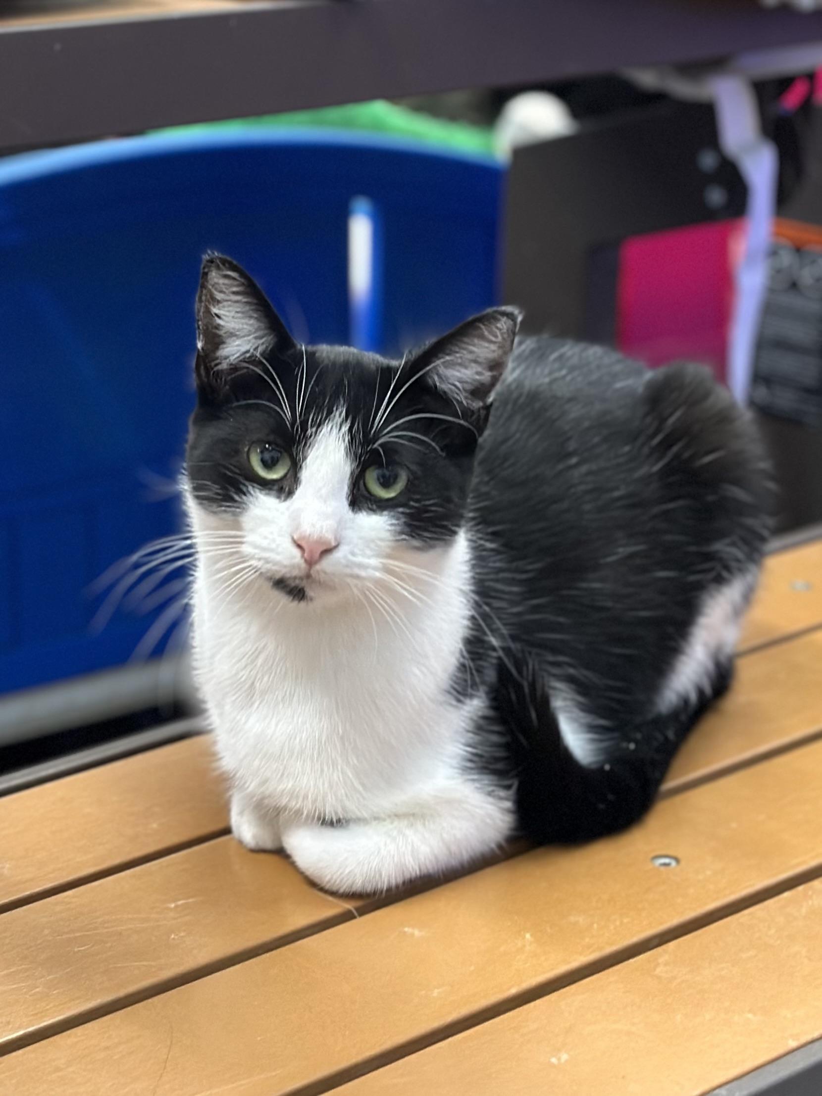 Simon, a ADOPTABLE Domestic Short Hair in Faribault, MN image 4/5