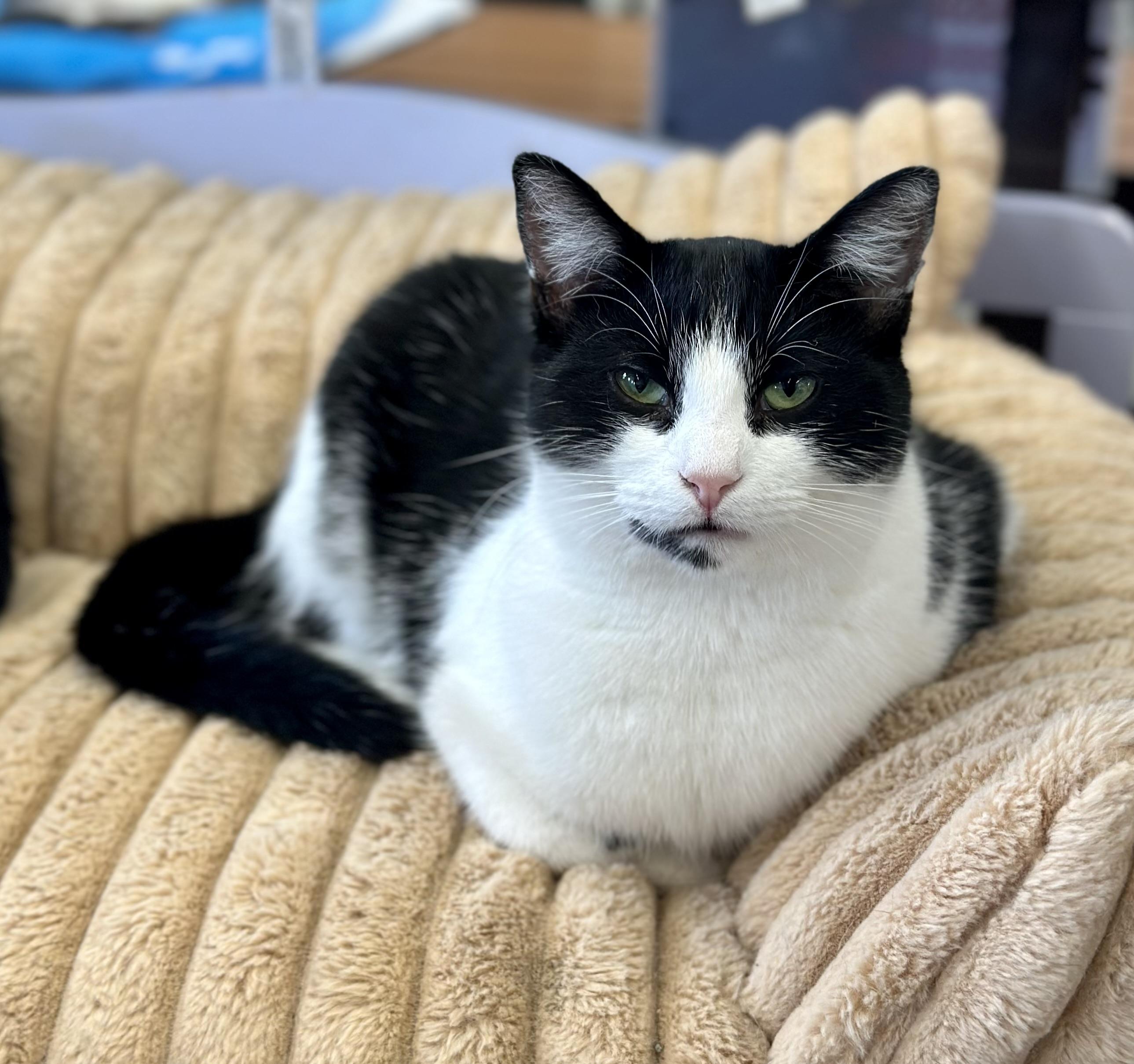 Simon, a ADOPTABLE Domestic Short Hair in Faribault, MN image 3/5