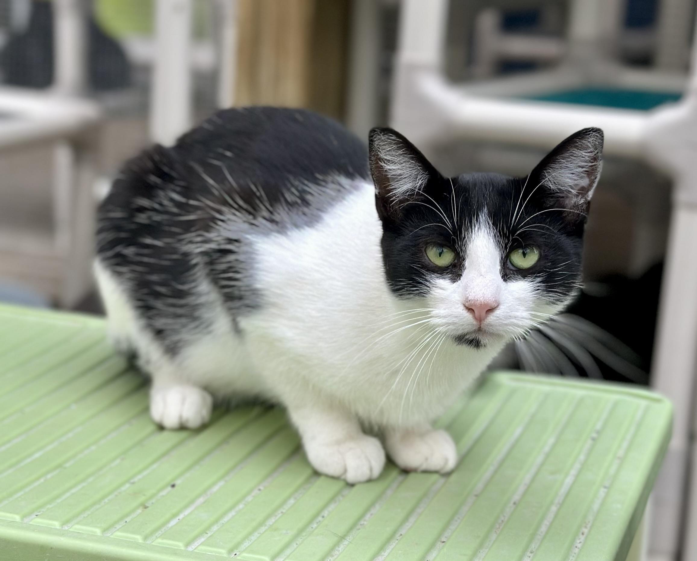 Simon, a ADOPTABLE Domestic Short Hair in Faribault, MN image 2/5