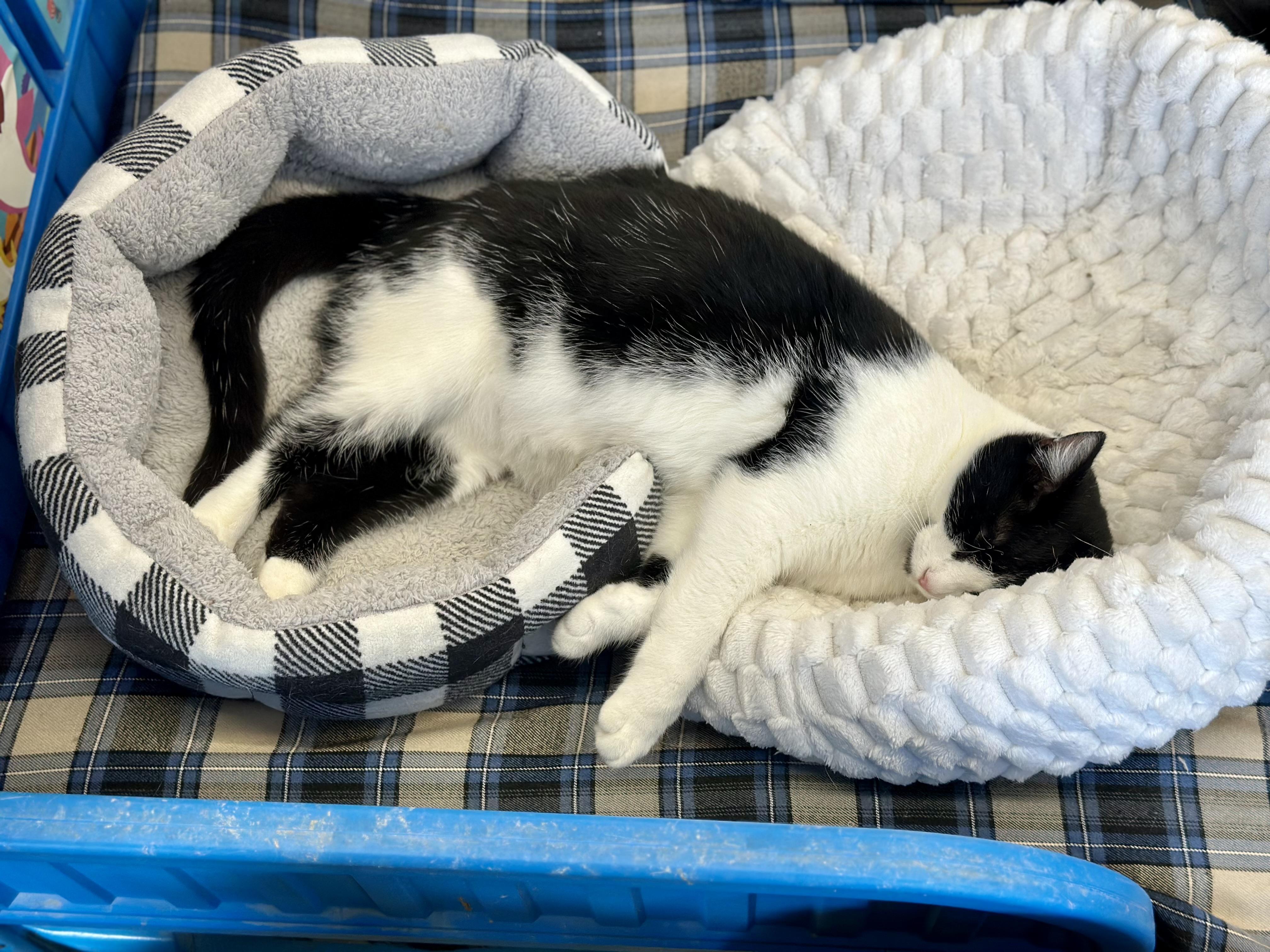 Simon, a ADOPTABLE Domestic Short Hair in Faribault, MN image 5/5