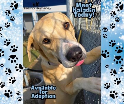 Kaladin, Adoptable, Young Male Mixed Breed & Mixed Breed.