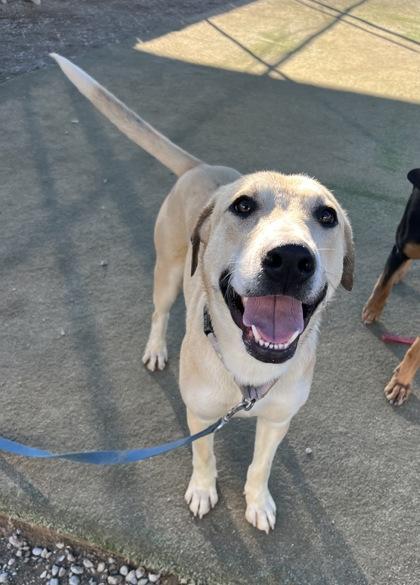 Enlarge Kaladin, a Adoptable mixed breed in Fresno, CA image 2/3