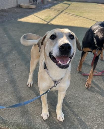 Enlarge Kaladin, a Adoptable mixed breed in Fresno, CA image 3/3