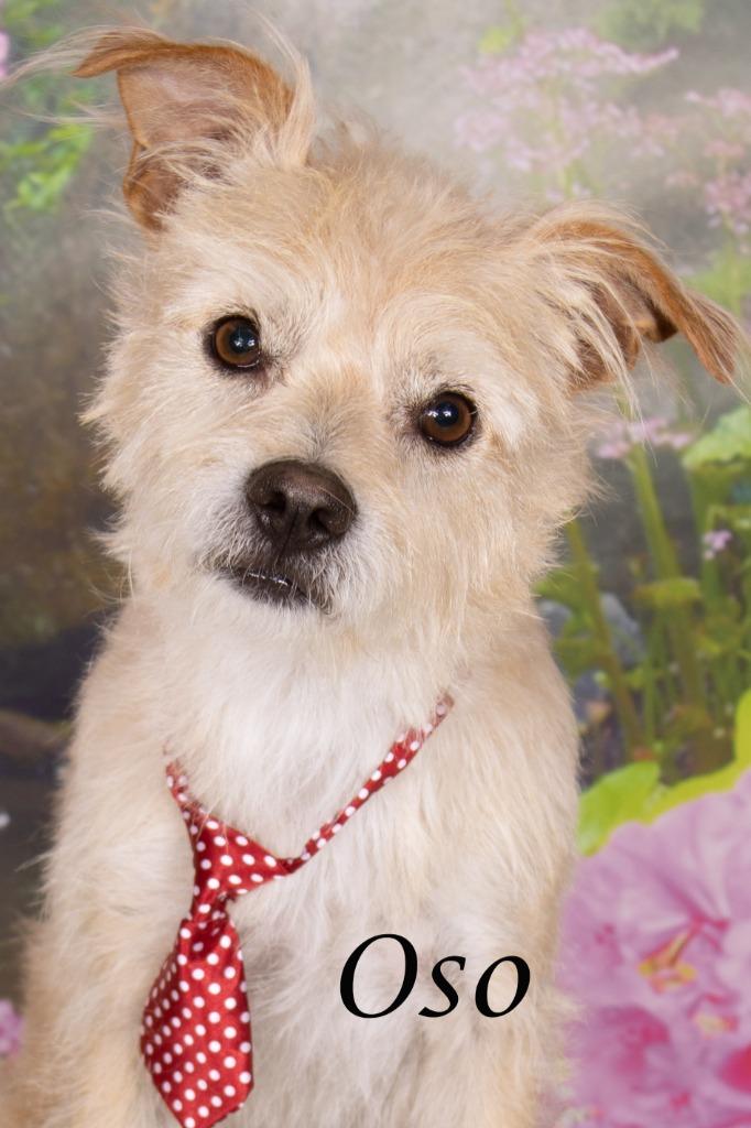 Oso, Adoptable, Adult Male Cairn Terrier & Shepherd.