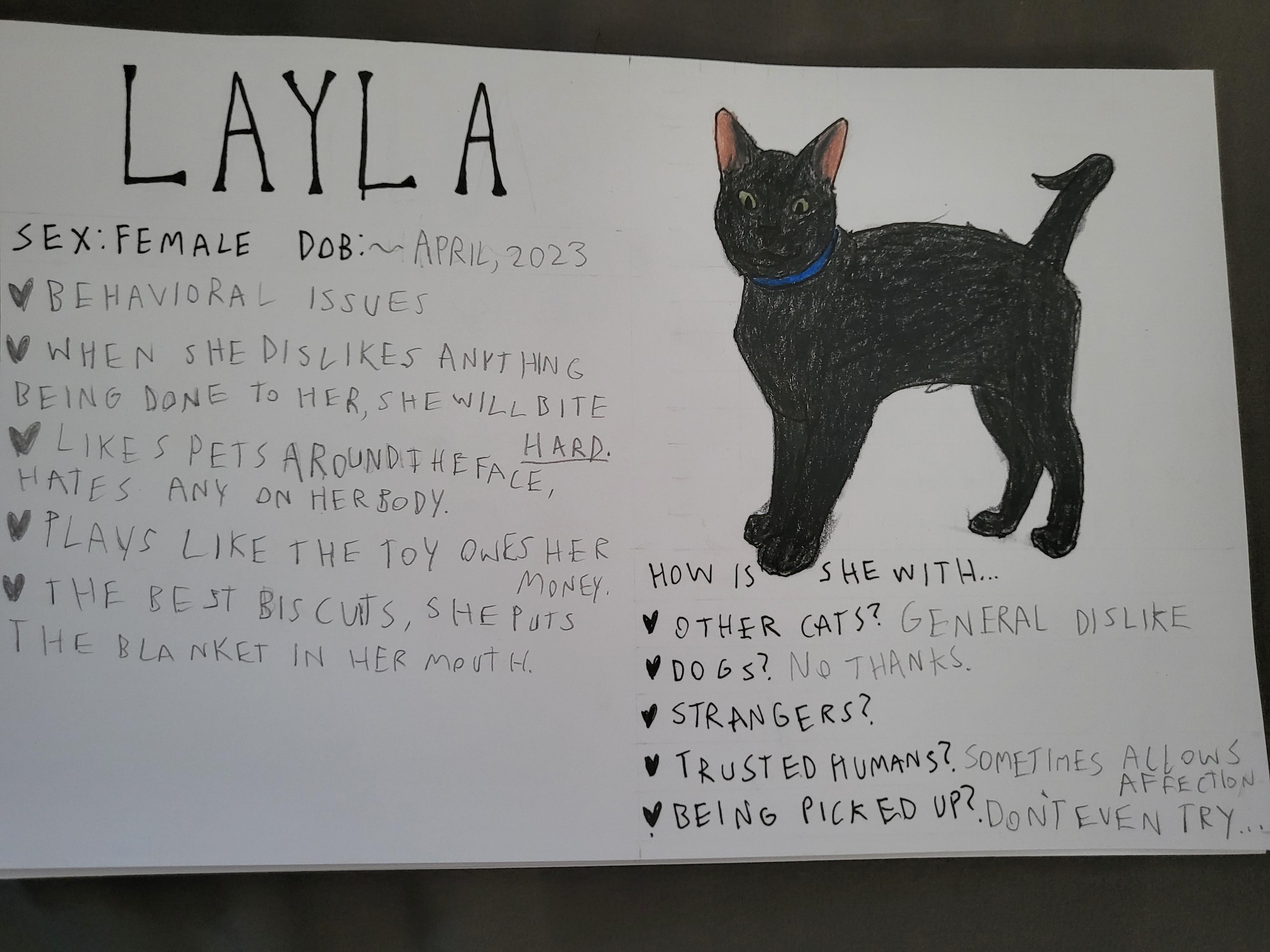 Layla, a ADOPTABLE Domestic Short Hair in Crockett, CA image 2/3
