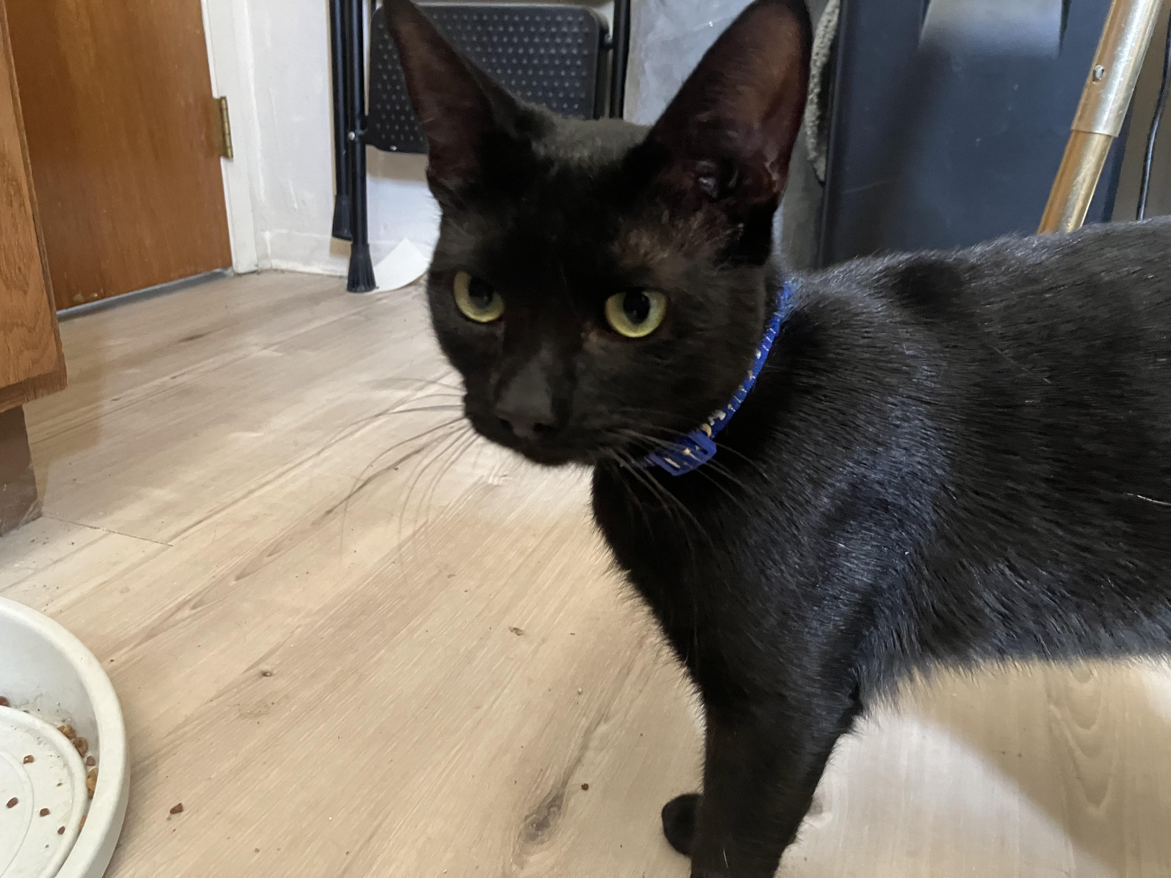 Layla, a ADOPTABLE Domestic Short Hair in Crockett, CA image 1/3