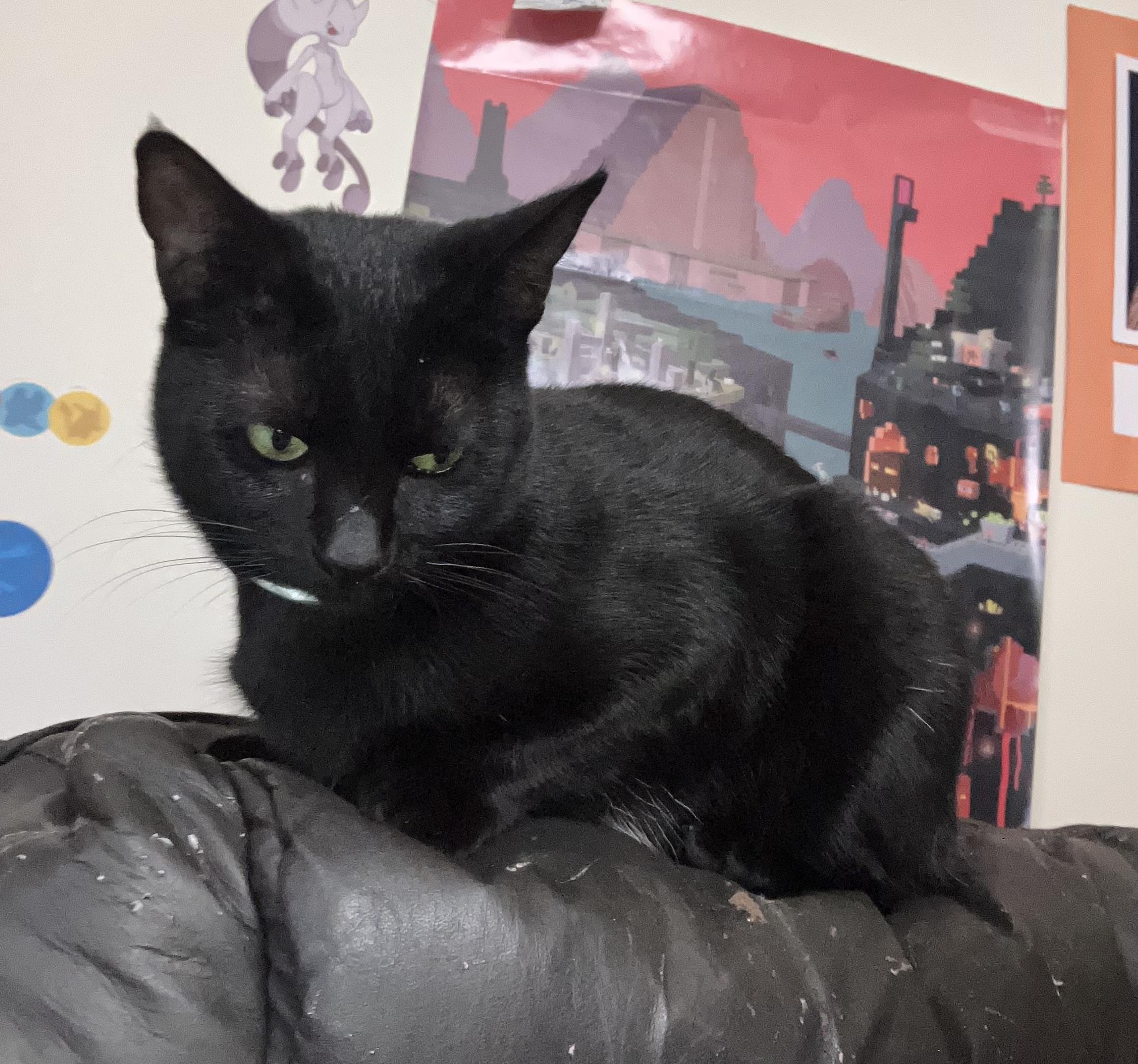 Layla, a ADOPTABLE Domestic Short Hair in Crockett, CA image 3/3