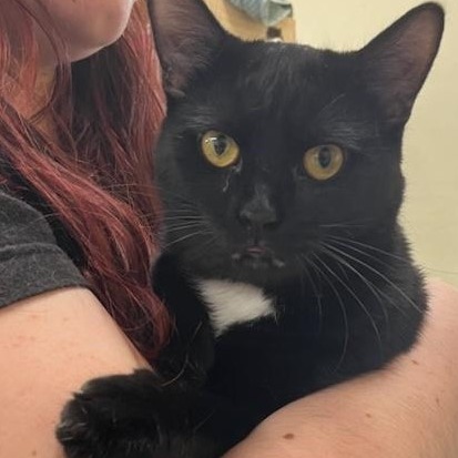 Sailor, a Adoptable Domestic Short Hair in Kankakee, IL image 1/2