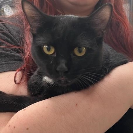 Sailor, a Adoptable Domestic Short Hair in Kankakee, IL image 2/2