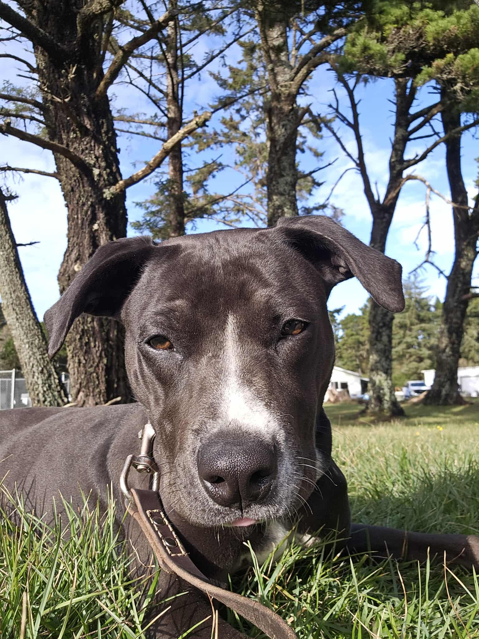 Fancy, Adoptable, Young Female Pit Bull Terrier.