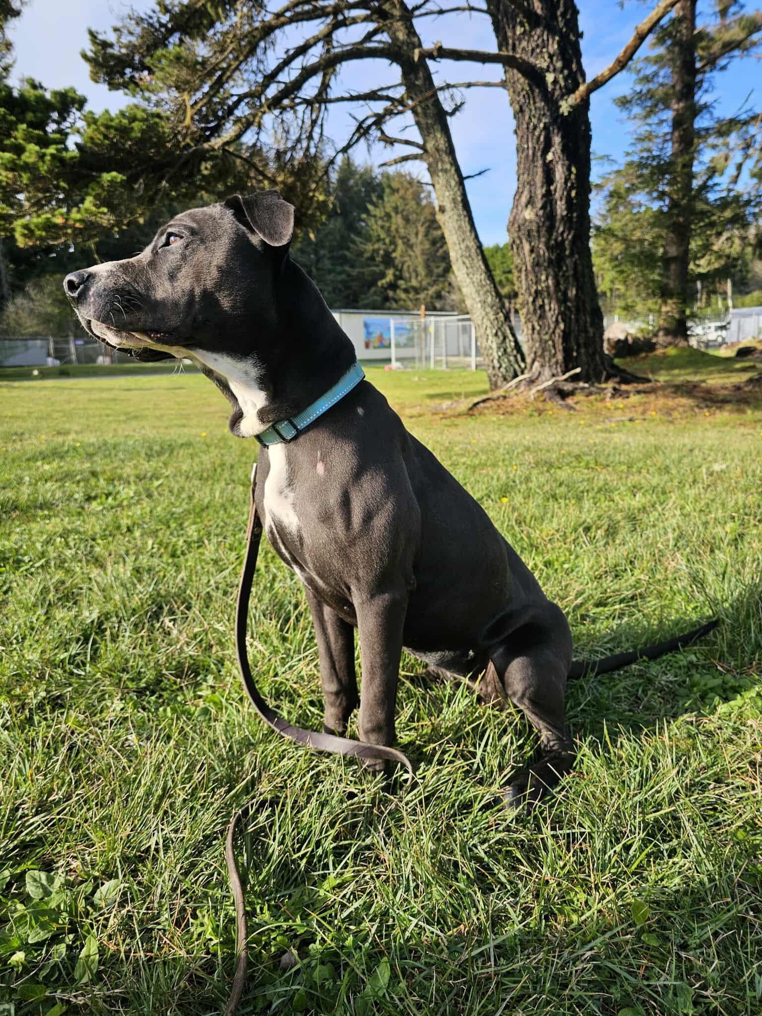 Fancy, a Adoptable mixed breed in Crescent city, CA image 2/5