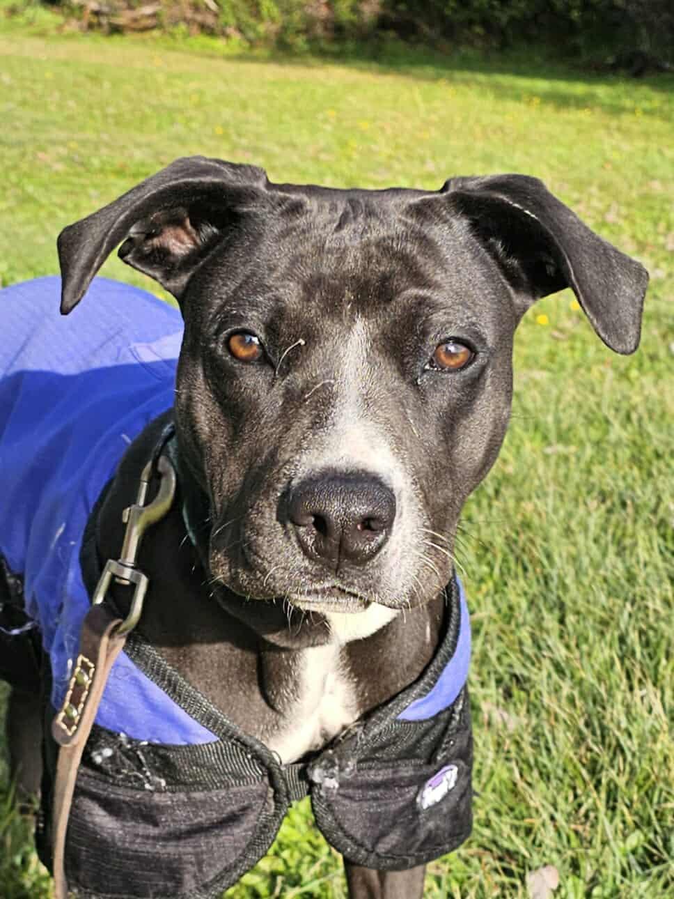 Fancy, a Adoptable mixed breed in Crescent city, CA image 3/5