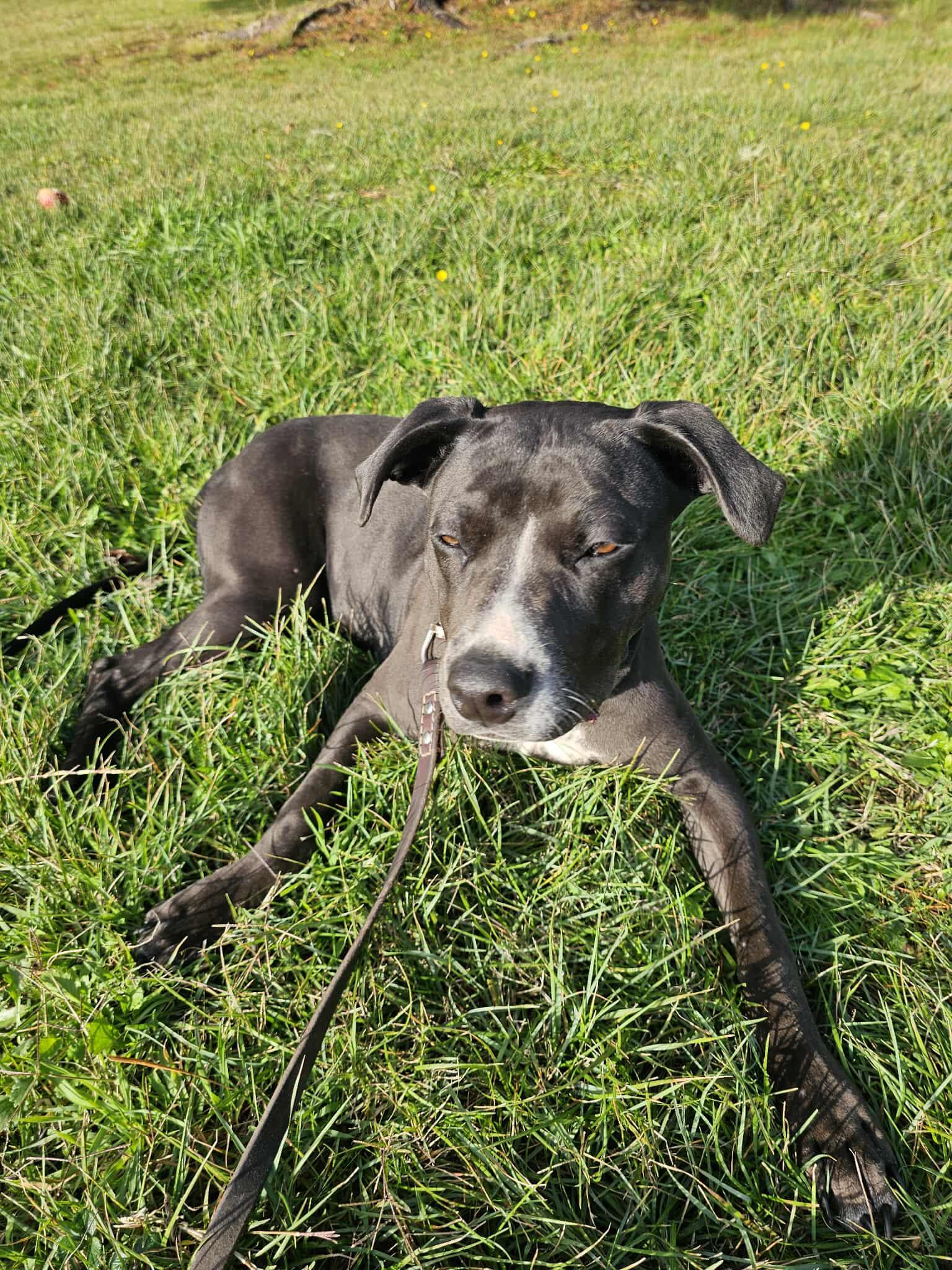 Fancy, a Adoptable mixed breed in Crescent city, CA image 4/5