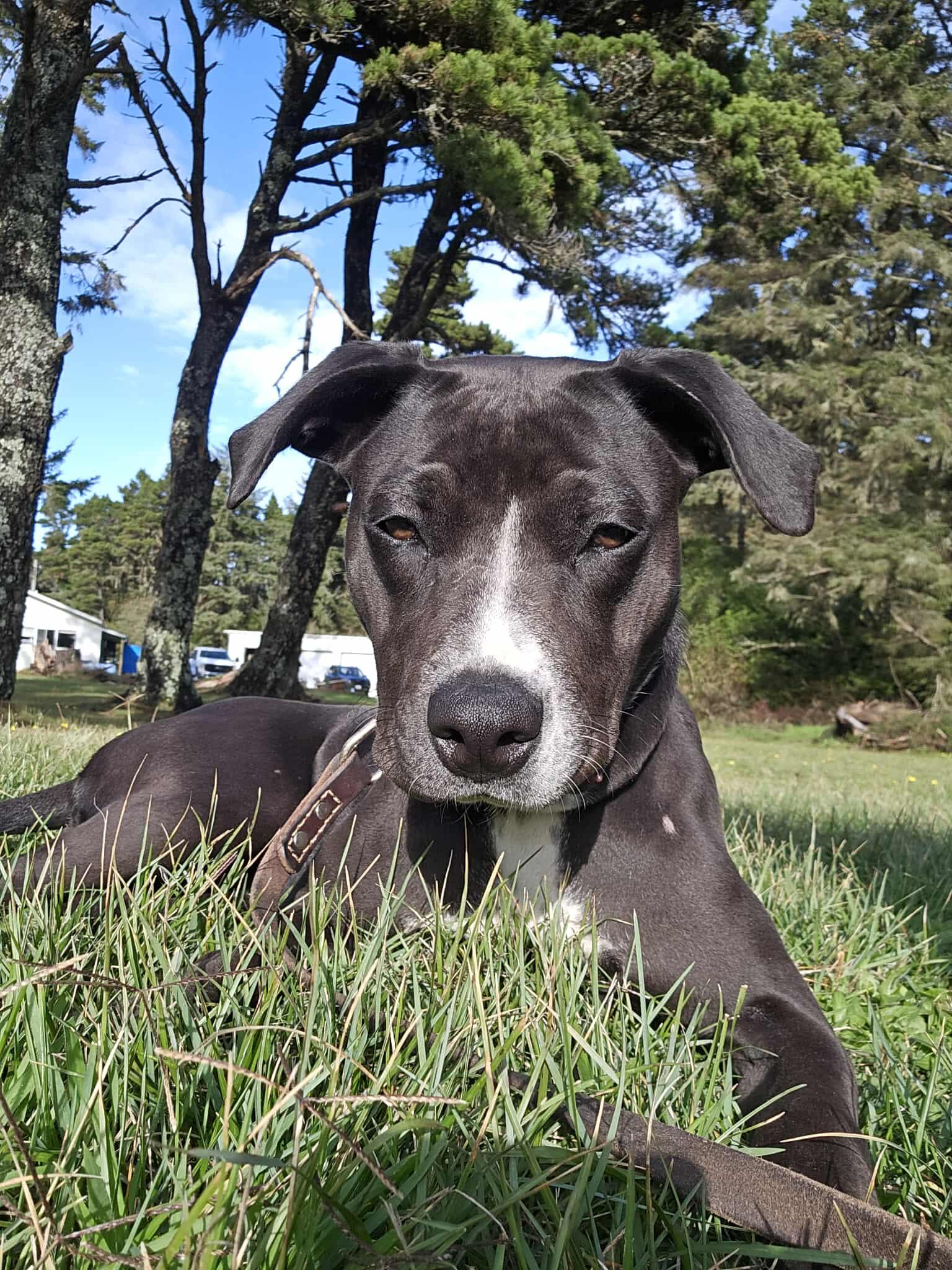 Fancy, a Adoptable mixed breed in Crescent city, CA image 5/5