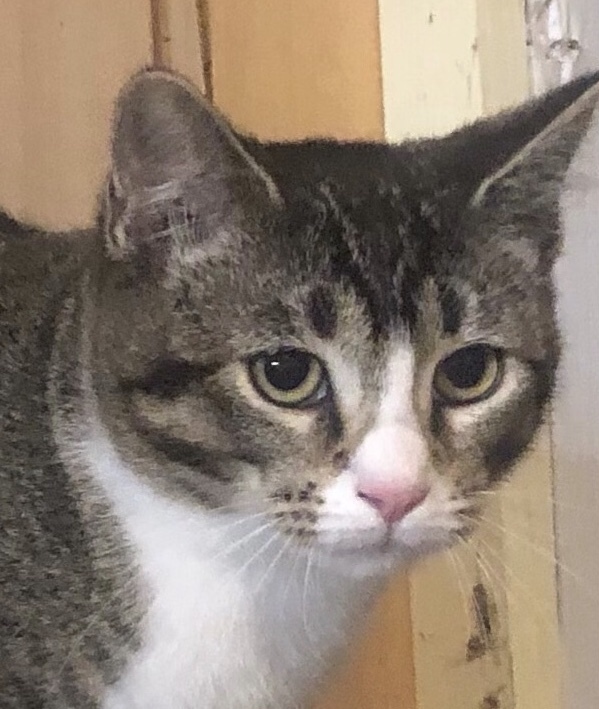 Kit, a Adoptable American Shorthair image 1/2