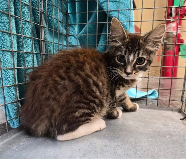 KATE, Adoptable, Kitten Female Domestic Short Hair.
