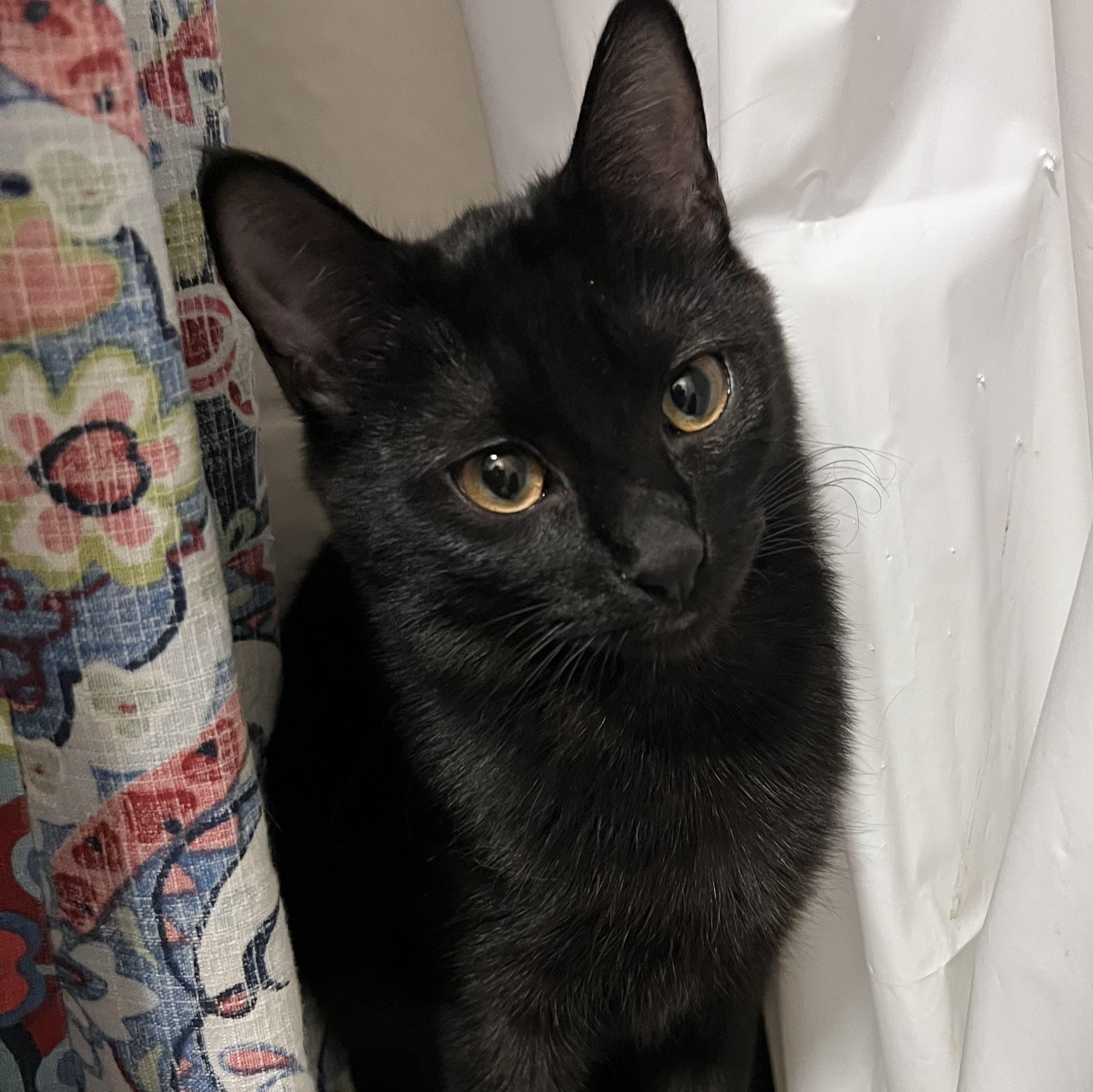 Aura, adopted, Kitten Female Domestic Short Hair.