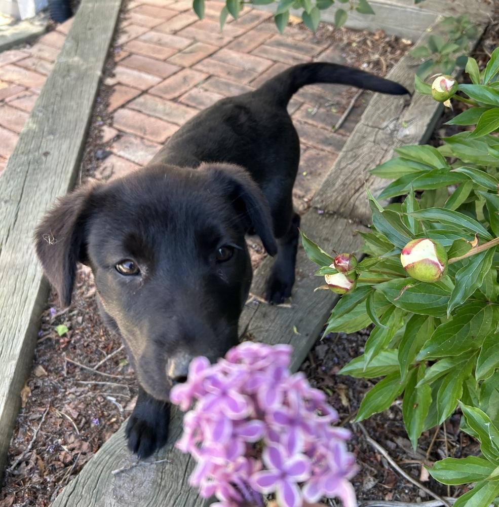 Rita, a Adoptable mixed breed in Lafayette, CO image 2/6