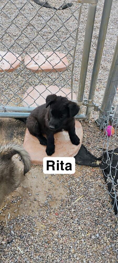 Rita, a Adoptable mixed breed in Lafayette, CO image 3/6