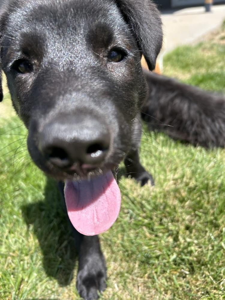 Rita, a Adoptable mixed breed in Lafayette, CO image 4/6
