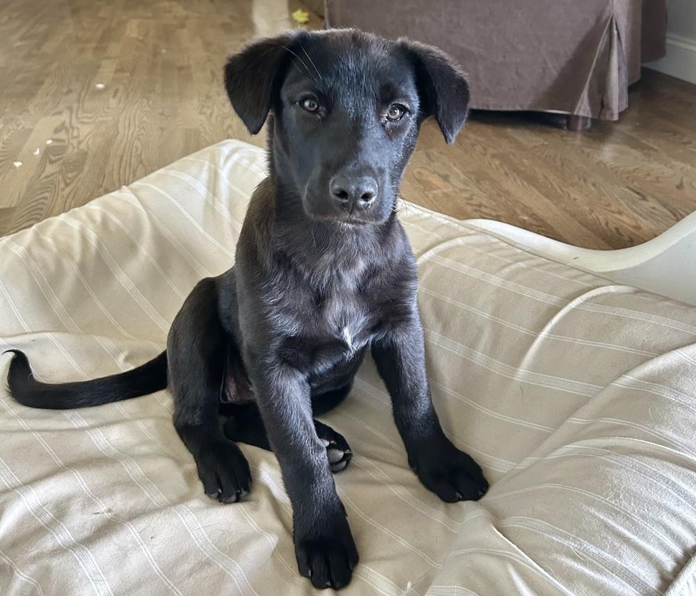 Rita, a Adoptable mixed breed in Lafayette, CO image 5/6