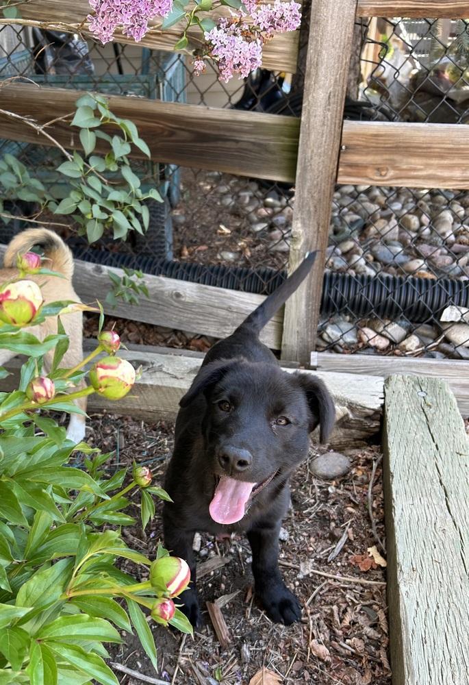 Rita, a Adoptable mixed breed in Lafayette, CO image 6/6