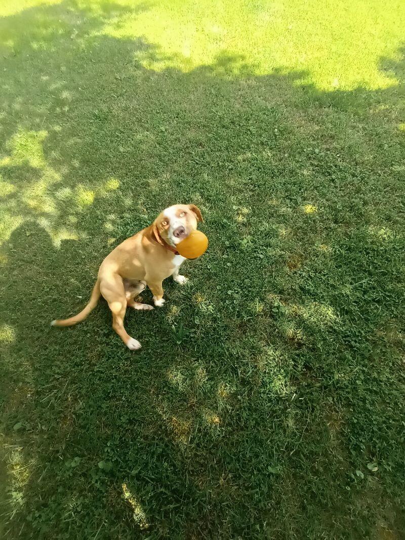 Enlarge Darrel/Paul, a Adoptable Hound in Maryville, TN image 1/3