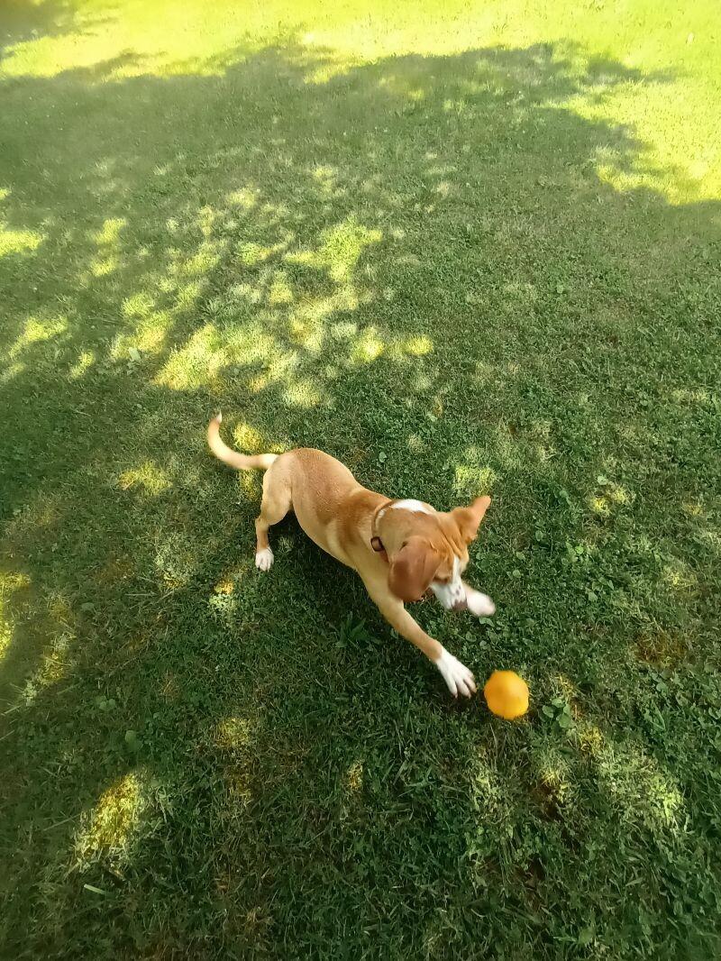 Darrel/Paul, a Adoptable Hound in Maryville, TN image 1/3
