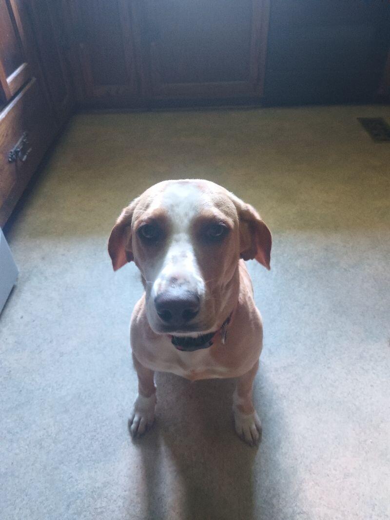 Darrel/Paul, a Adoptable Hound in Maryville, TN image 2/3