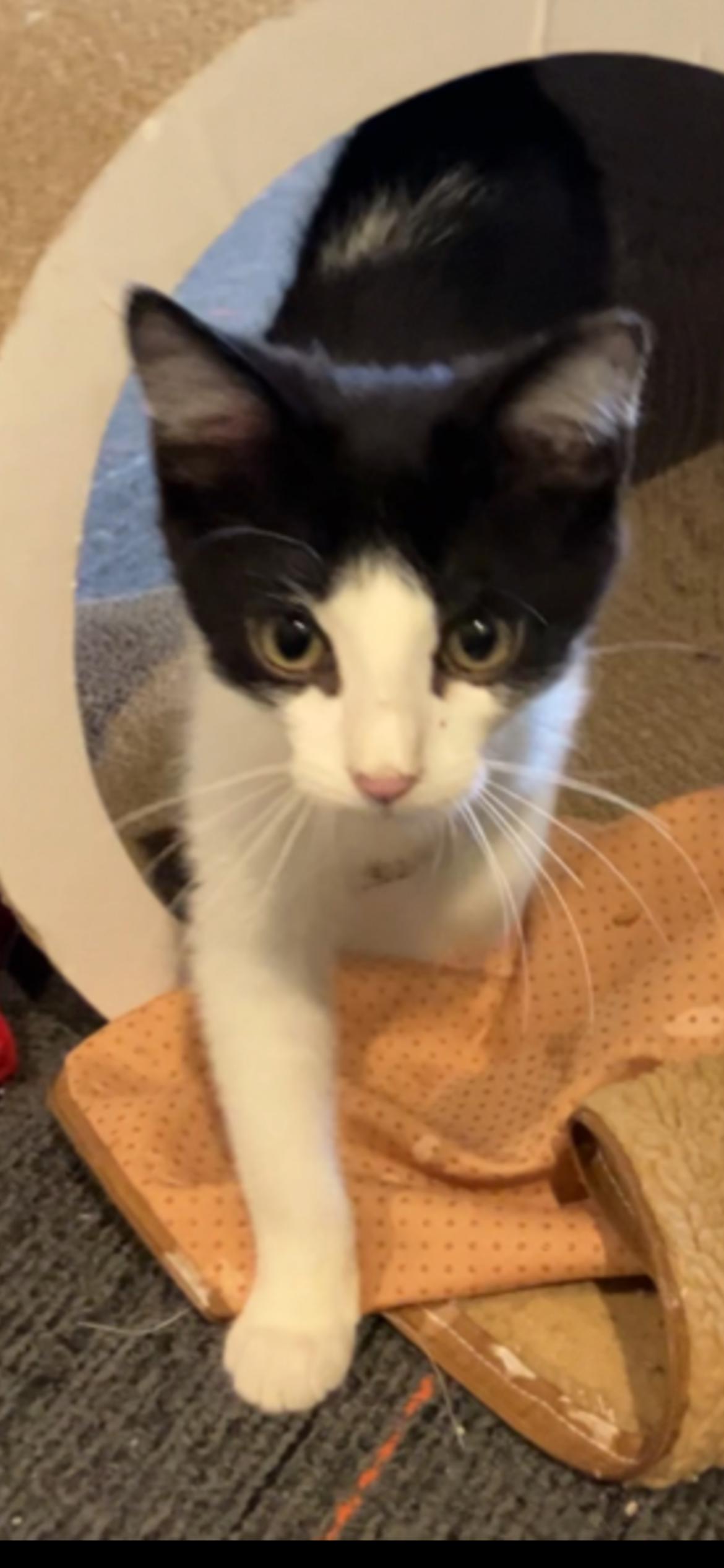 Enlarge Minki, a Adoptable mixed breed in Omaha, NE image 3/4