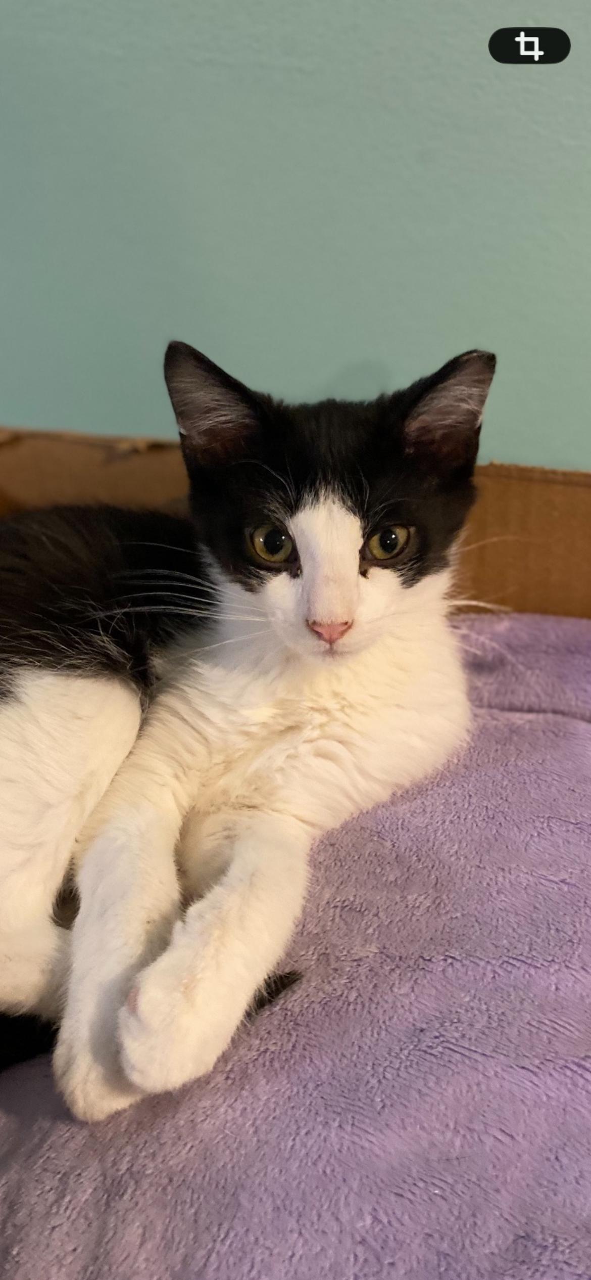 Minki, Adoptable, Kitten Male Domestic Short Hair & Tuxedo.