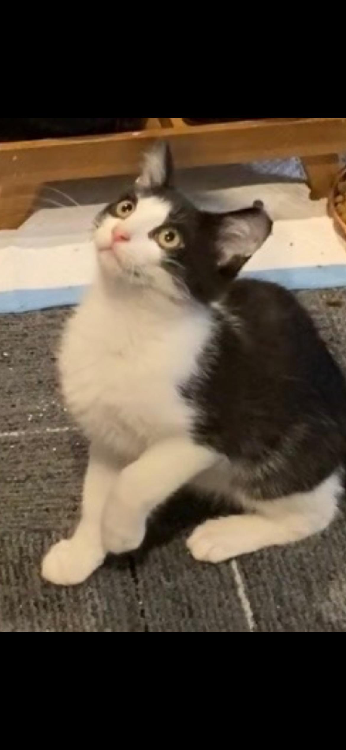 Enlarge Minki, a Adoptable mixed breed in Omaha, NE image 2/4