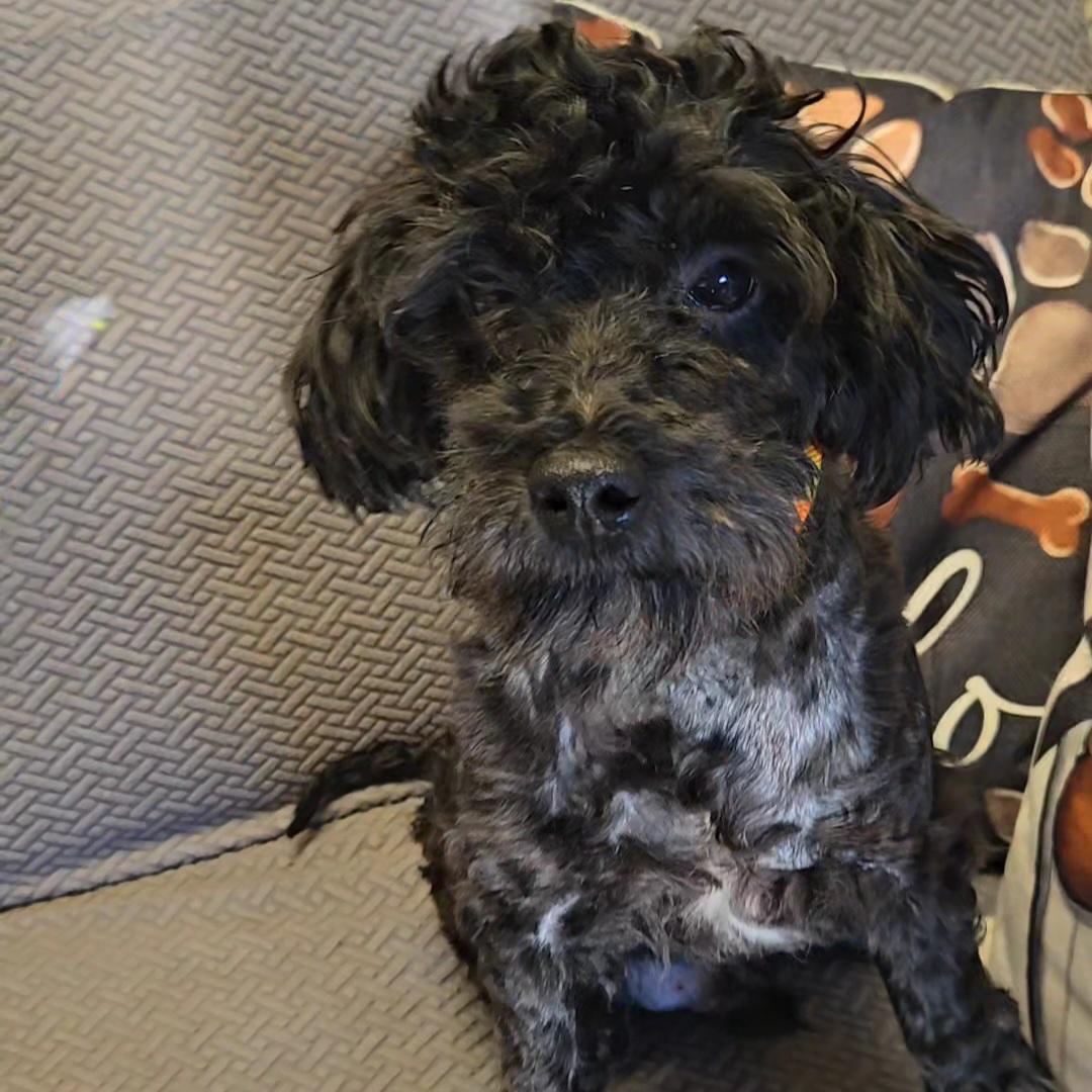 Enlarge Ross, a Adoptable mixed breed in Normal, IL image 3/4