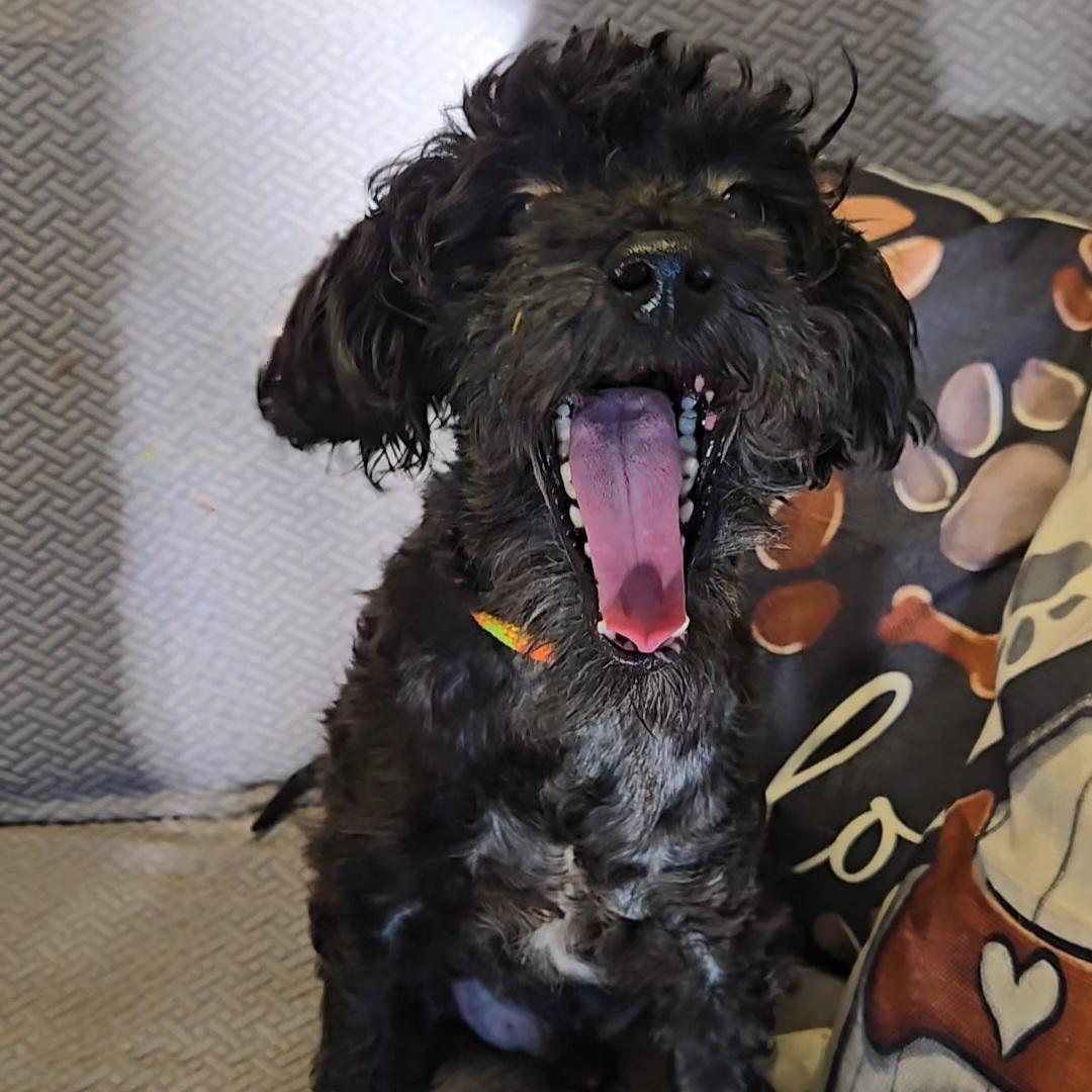 Enlarge Ross, a Adoptable mixed breed in Normal, IL image 4/4