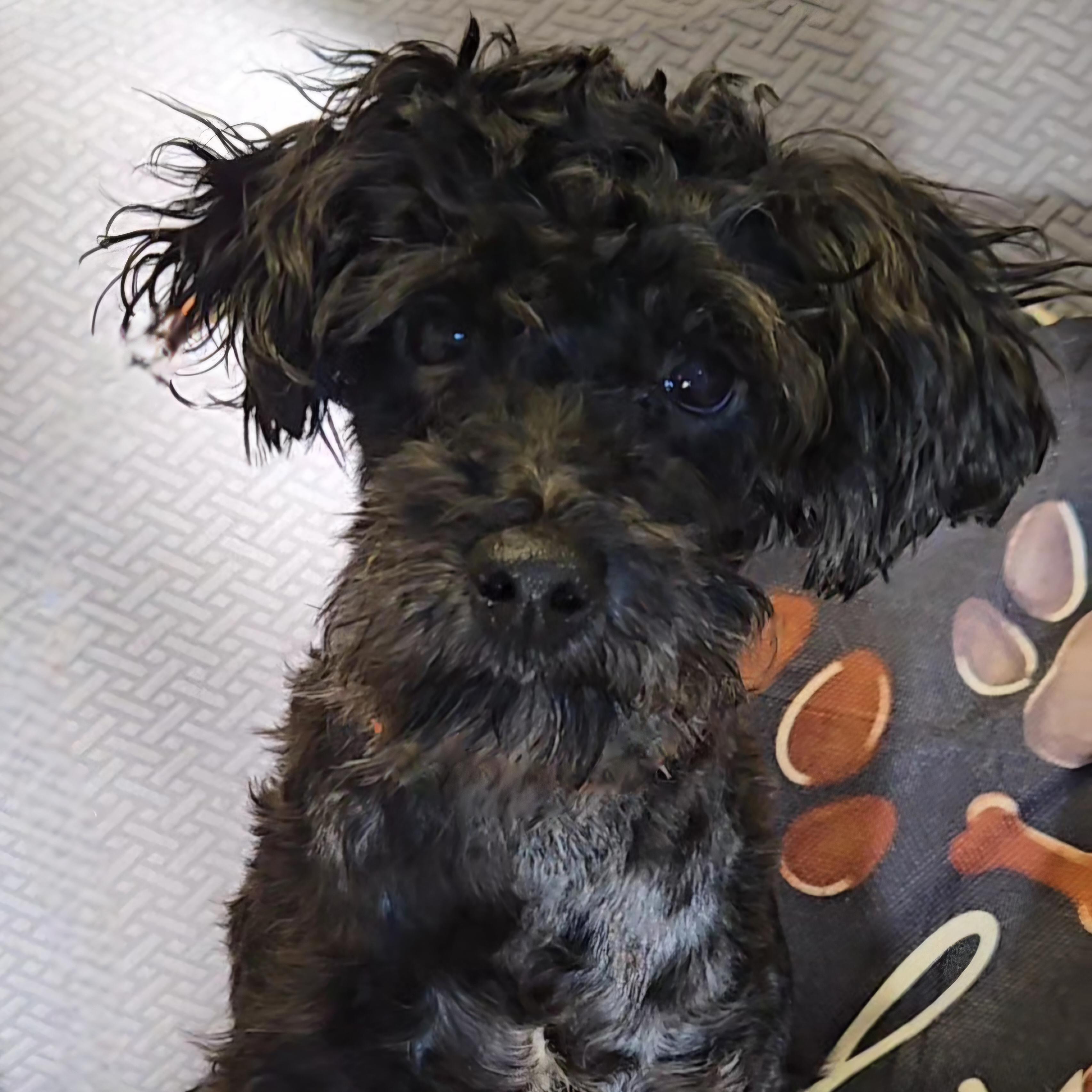 Ross, Adoptable, Adult Male Miniature Poodle.
